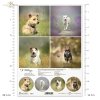Papier decoupage, papier, Schronisko w Korabiewicach, fotografie zwierząt, psy, Joanna Laskowska, Shelter in Korabiewice, animal photography, dogs, Tierheim in Korabiewice, Tierfotografie, Hunde, Refugio en Korabiewice, fotografía